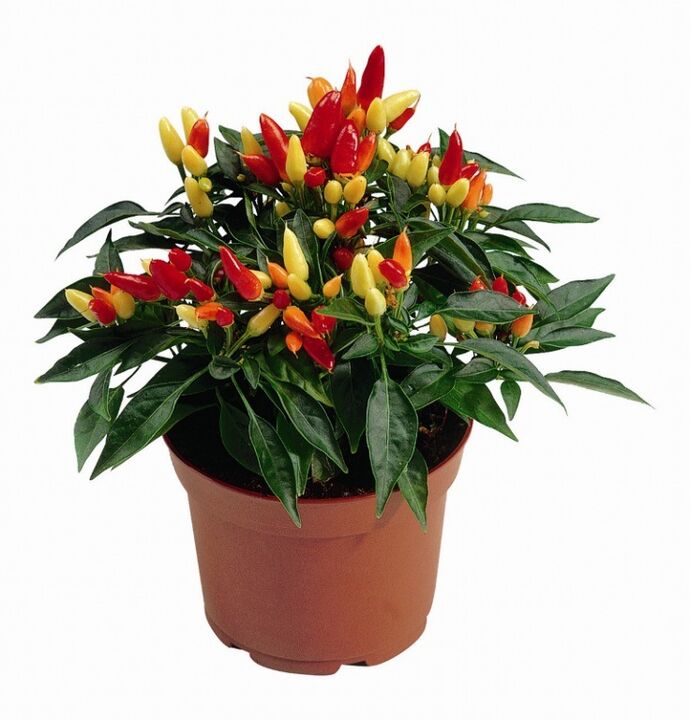 capsicum capsicum em HondroFrost para poliartrite